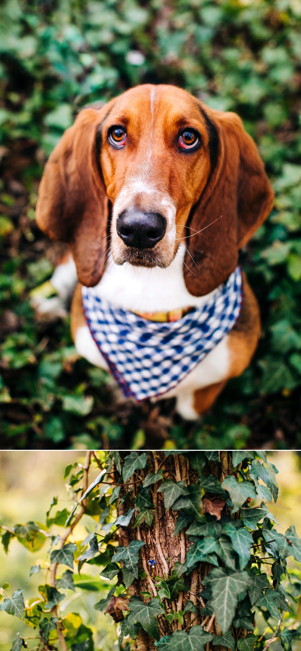 Wilderness Engagement Session, Wild Forest, North Carolina Forest Photos, NC Engagement Photographer, Couple with dog photos, basset hound